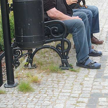 Chwasty rosn pod awkami na promenadzie