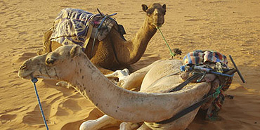 Tunezja – pustynna odyseja