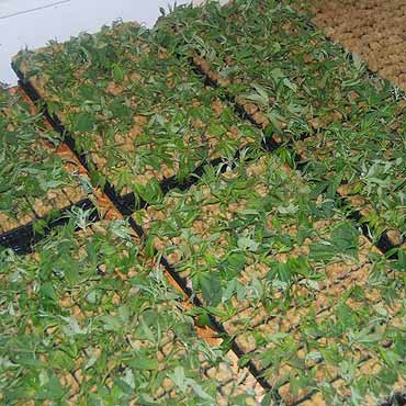 CBŚ zlikwidowało największą plantacje narkotyków