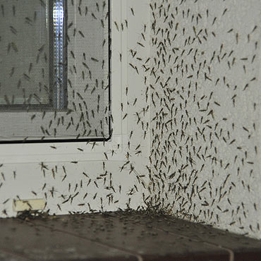 Plaga komarw powrcia na wyspy