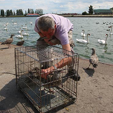 Uratowano łabędzia i mewy z powbijanymi haczykami wędkarskimi