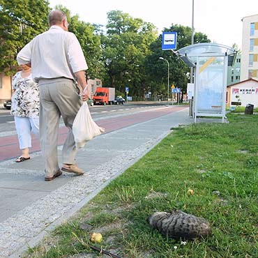 Widzisz martwe zwierzę na ulicy – zadzwoń do schroniska