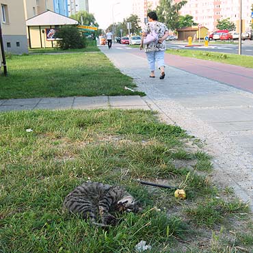 Widzisz martwe zwierzę na ulicy – zadzwoń do schroniska