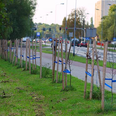 Uschły nowe drzewka przy 11 Listopada