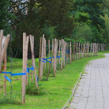 Uschły nowe drzewka przy 11 Listopada