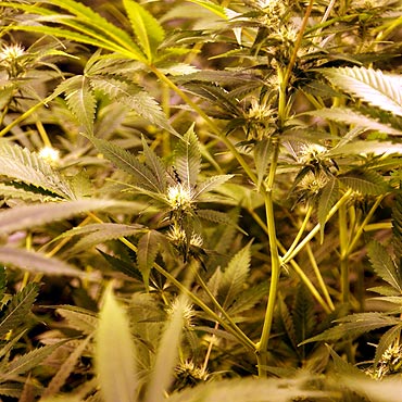 Kolejne plantacje marihuany zlikwidowane
