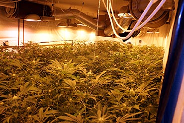 Kolejne plantacje marihuany zlikwidowane
