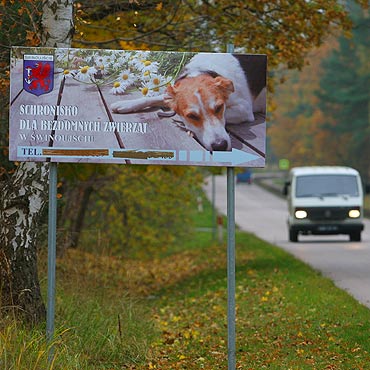 Nie mogy adoptowa psa