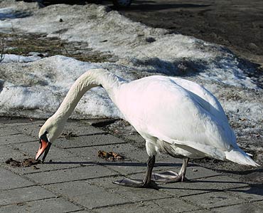 Najpierw wytapla si w bocie. Potem zjad psi kup…
