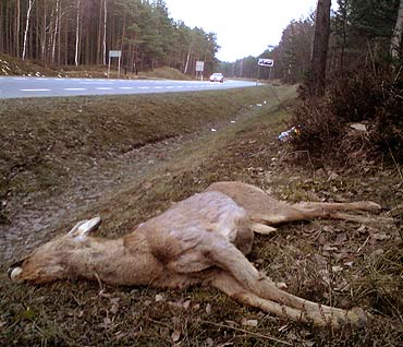 Zwierzta gin pod koami samochodw