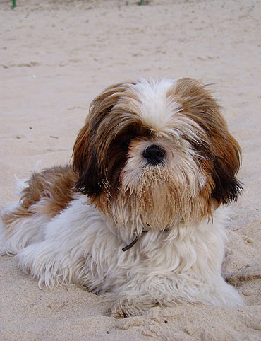 Zagin pies rasy Shih-tzu