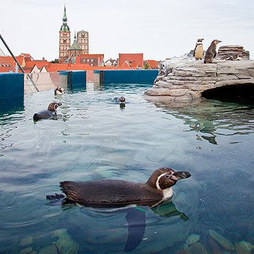 Pingwiny humboldta na tarasie widokowym
