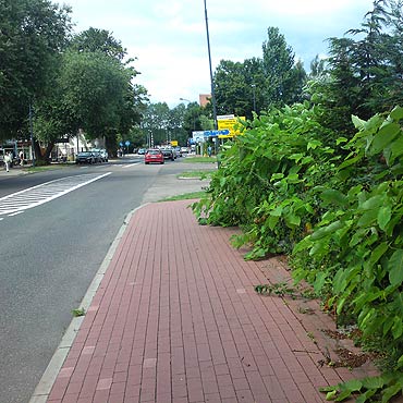 Niebezpieczny zakrt na ciece rowerowej