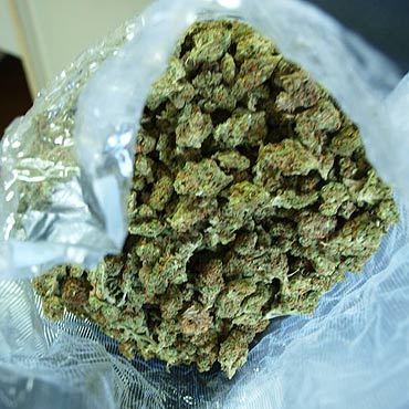 Policjanci zabezpieczyli 1,5 kg marihuany