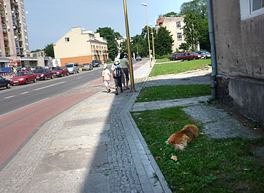Od dwóch lat błąka się samotnie po ulicy