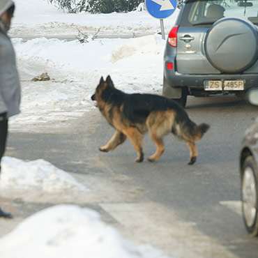 Piesi uciekaj przed hukiem petard