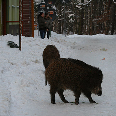 Dziki wchodz do domw!