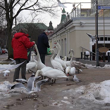 Wygodniae ptaki wychodz na miasto  