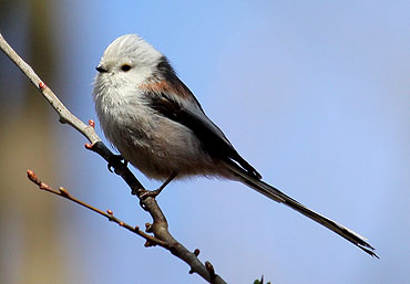Ptaki naszego miasta – Raniuszek <br>(Aegithalos  caudatus)