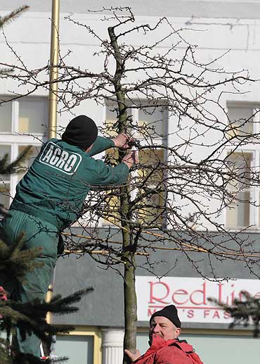 Parasole, szeciany i stoki, czyli pielgnacyjne przycinanie drzewek 