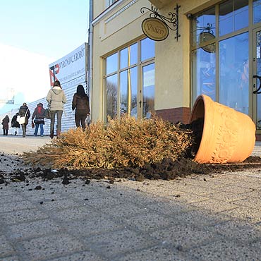 Wandale panosz si w centrum miasta