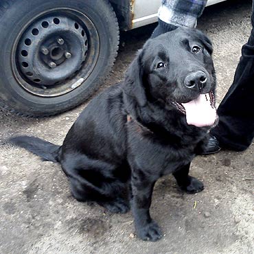 6-cio miesiczny Labrador bka si samotny po ulicy