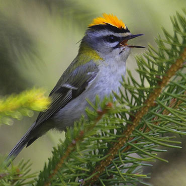 Ptaki naszego miasta – cz.9 Zniczek (Regulus ignicapillus)