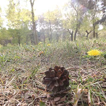 Lasy suche jak pieprz! <br>Dziakowcy ratuj uprawy