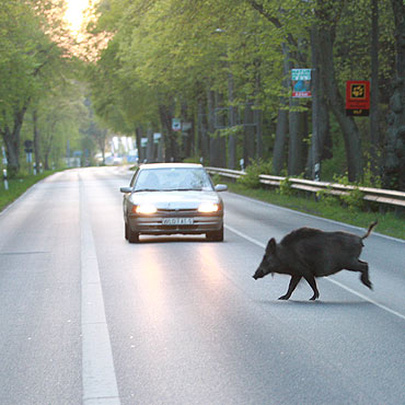 Uwaga na dziki biegajce po ulicach