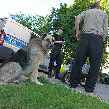 Wilczur bezdomnego pogryz twarz 9-latce