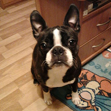 Zagin milusiski Boston Terrier