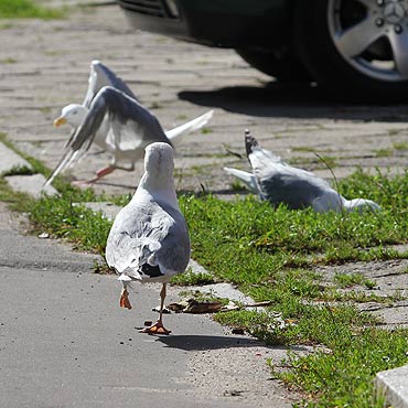 Mewy przeszkadzają niektórym mieszkańcom. Inni bronią ptaków