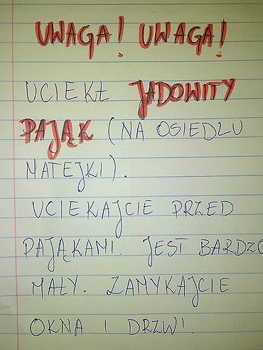 Uciek jadowity pajk? Mieszkacy przeraeni.<br>Zobacz film!