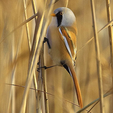 Ptaki naszego miasta – cz.16. Wąsatka (Panurus biarmicus)
