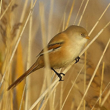 Ptaki naszego miasta – cz.16. Wąsatka (Panurus biarmicus)