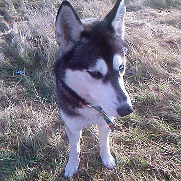 Smutny los Husky'ego