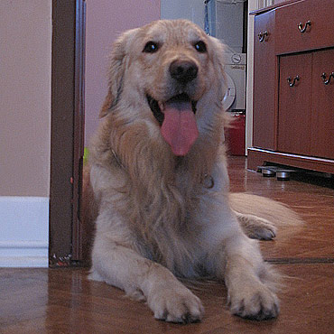 Golden Retriver znaleziony przy cmentarzu