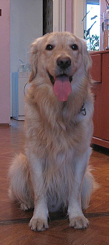 Golden Retriver znaleziony przy cmentarzu