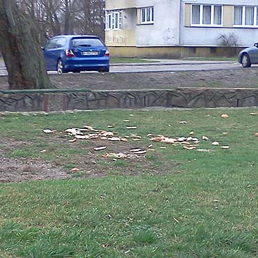 Wyrzucanie jedzenia za okno to miecenie, a nie dokarmianie zwierzt! 