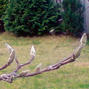 Wiosna w styczniu