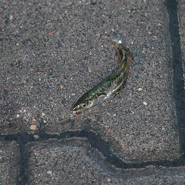 Skutek wichury – rybki na ulicach