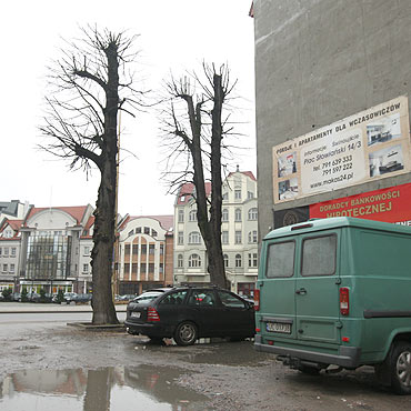 Przycili drzewa przy Armii Krajowej