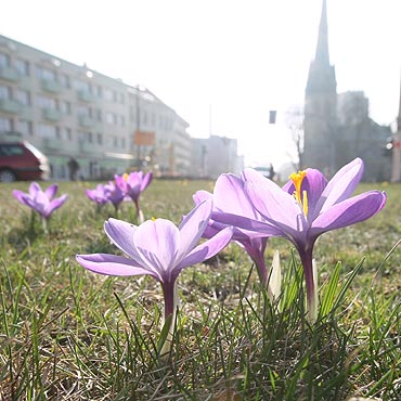 Ostatnie krokusy na Placu Wolnoci