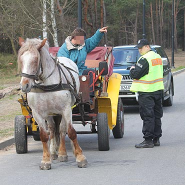Ko wystraszy si autobusu. Pogna z dorok... bez wonicy