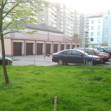 Sarenka na podwrku 