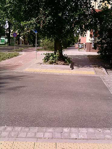 Drzewo zaraz przy przejciu dla pieszych 