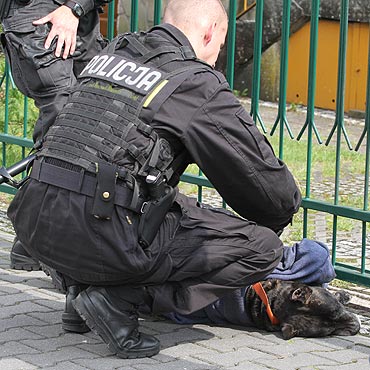 Rozwcieczony pies rzuci si na bezbronn kobiet. Zobacz filmy!