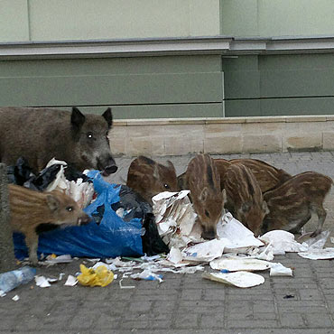 Eksmituj dziki ze winoujcia
