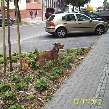Czeka na swojego waciciela 