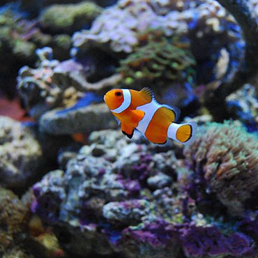 Gdzie jest Nemo?<br> W winoujciu!
